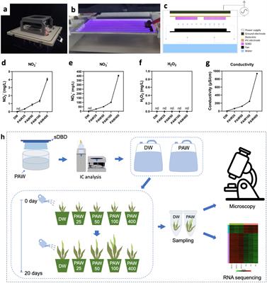 Biomass enhancement and activation of transcriptional regulation in sorghum seedling by plasma-activated water